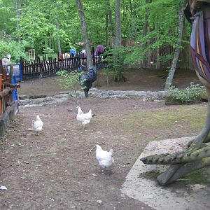 Parc Merveilleux - chicken exhibit
