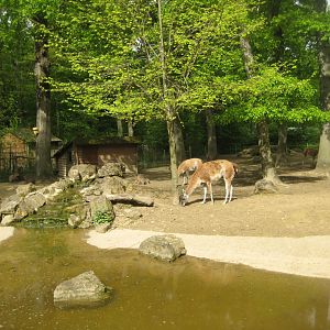 Parc Merveilleux - South American exhibit