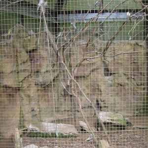Parc Merveilleux - cockatiel aviary