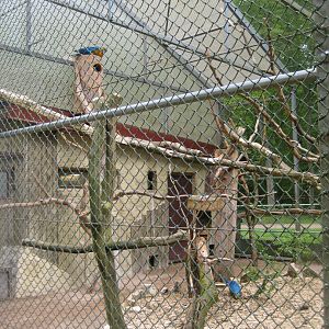 Parc Merveilleux - blue-and-yellow macaw aviary