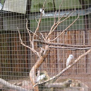 Parc Merveilleux - salmon-crested cockatoo aviary