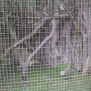 Parc Merveilleux - Australian aviary