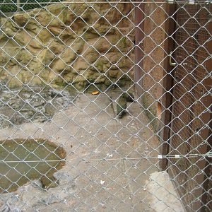Parc Merveilleux - kea aviary