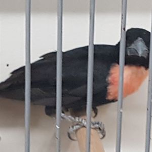 Blue-billed - Gray's malimbe - Malimbus nitens