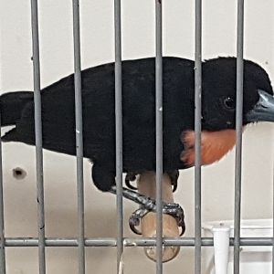 Blue-billed - Gray's malimbe - Malimbus nitens