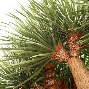 Canary Island Dragon Tree