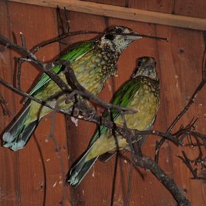 Black-eared Catbirds at Prague Zoo, 02/09/2012