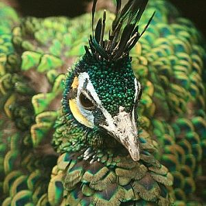 Green Peafowl