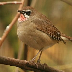 Siberian Rubythroat