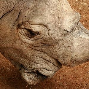 Southern White Rhinoceros