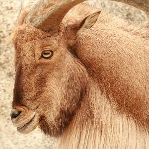 Libyan Barbary Sheep