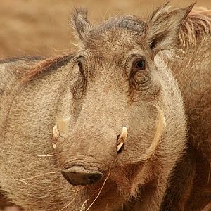 Common Warthog