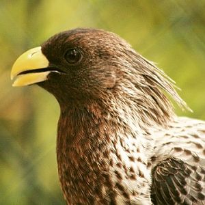 Western Plantain-eater