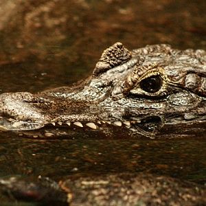 Yacaré Caiman