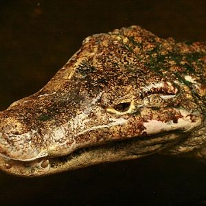 Spectacled Caiman