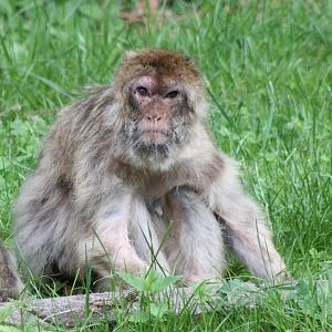 Barbary macaque