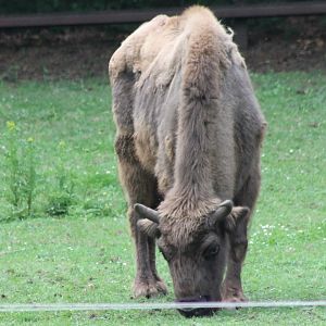 Wisent