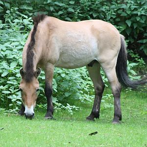 Prezewalski horse