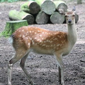 Japanese sika-deer
