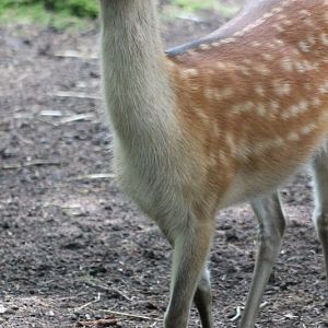 Japanese sika-deer