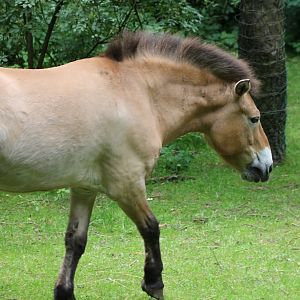 Prewalski horse