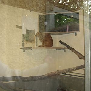 Parc Merveilleux - jaguarundi indoor exhibit