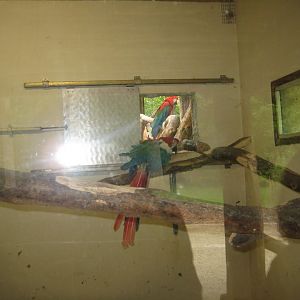 Parc Merveilleux - green-winged macaw indoor exhibit