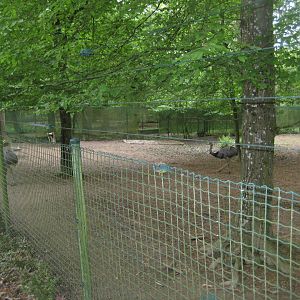 Parc Merveilleux - greater rhea exhibit