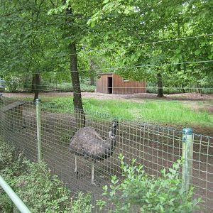 Parc Merveilleux - emu exhibit