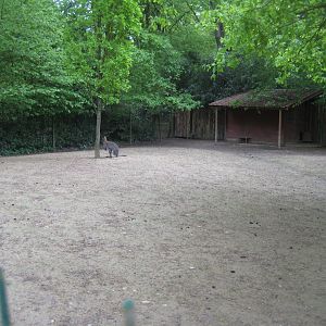 Parc Merveilleux - red-necked wallaby exhibit