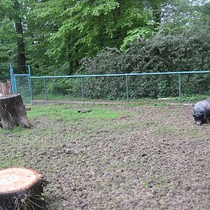 Parc Merveilleux - pig pen