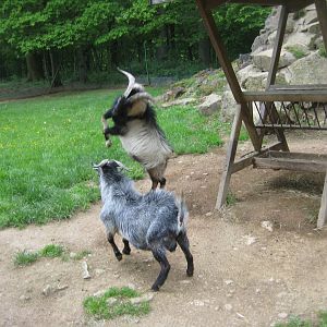 Parc Merveilleux - pen for male goats