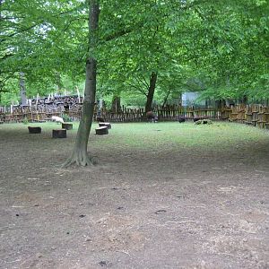 Parc Merveilleux - sheep and alpaca pen