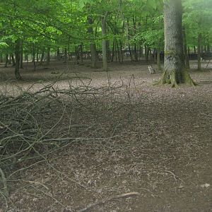 Parc Merveilleux - fallow deer exhibit