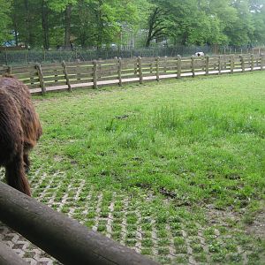 Parc Merveilleux - donkey pen