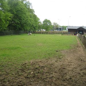 Parc Merveilleux - zebu pen