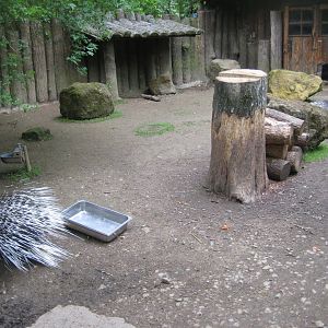 Parc Merveilleux - Indian porcupine exhibit
