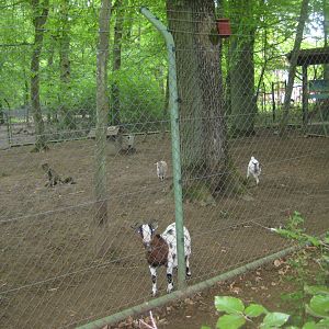 Parc Merveilleux - sheep and goat pen