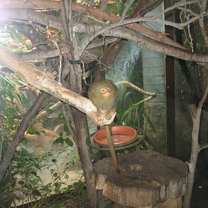 Parc Merveilleux - pygmy marmoset exhibit