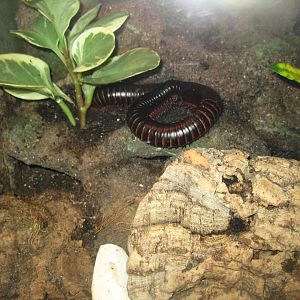 Parc Merveilleux - Amazonia - African giant millipede exhibit