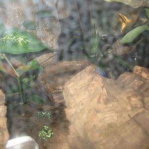 Parc Merveilleux - Amazonia - poison dart frog exhibit