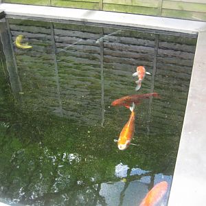 Parc Merveilleux - Amazonia - koi pond