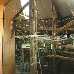 Parc Merveilleux - Amazonia - black-capped squirrel monkey exhibit