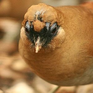 Buffy Laughingthrush