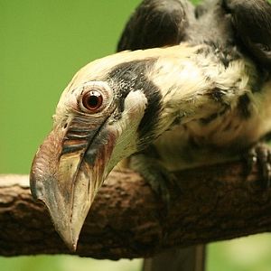 Luzon Hornbill