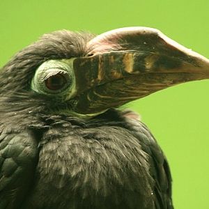 Visayan Hornbill