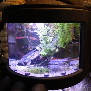 Aty Moluccensis tank