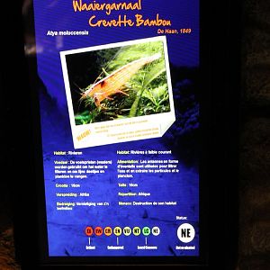 Aty moluccensis sign