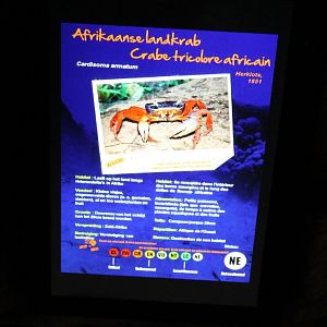 Sign Cardisoma armatum