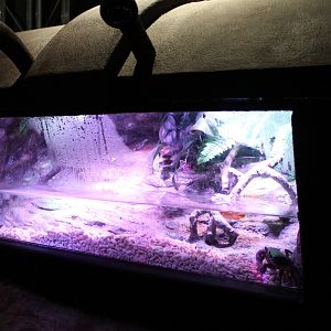 Tank Cardisoma armatum